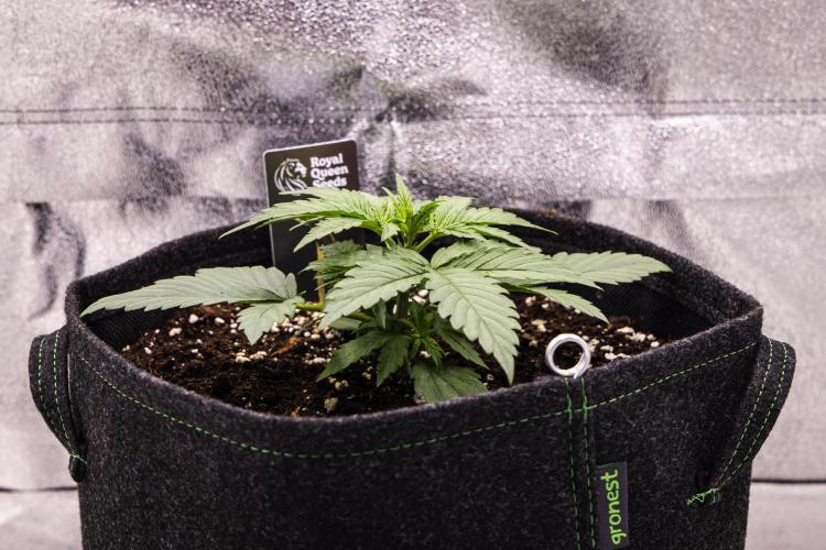 Gaia F1 - Farm #20. Week 1 - Gaia F1 - Day 7.