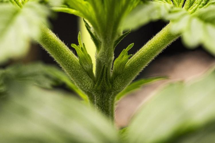 Gaia F1 - Farm #20. Week 1 - Gaia F1 - Day 7.