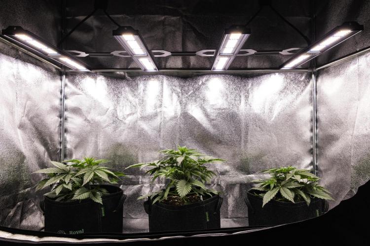 Atlas F1 - Farm #20. Week 2 - Butterflies Little Farm - Week 2.