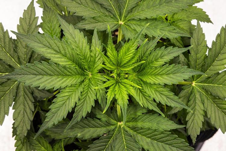 Atlas F1 - Farm #20. Week 2 - Atlas F1 - Day 14.