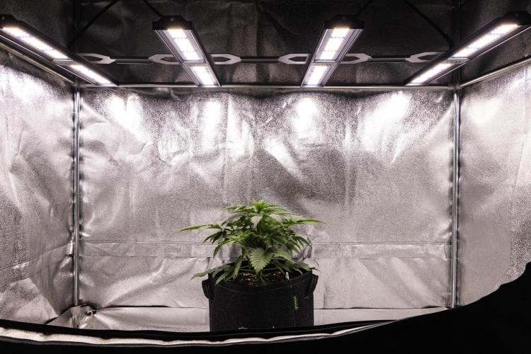 Atlas F1 - Farm #20. Week 2 - Atlas F1 - Day 14.