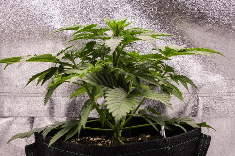 Atlas F1 - Farm #20. Week 2 - Atlas F1 - Day 14.