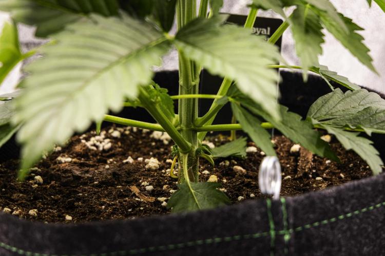 Atlas F1 - Farm #20. Week 2 - Atlas F1 - Day 14.