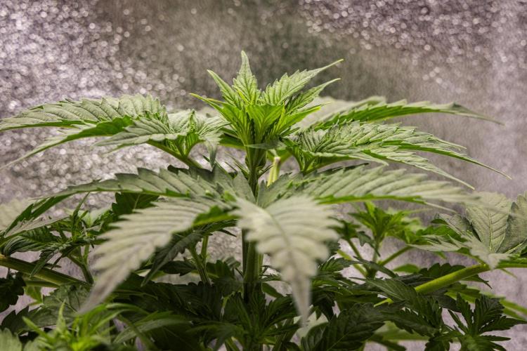 Atlas F1 - Farm #20. Week 2 - Atlas F1 - Day 14.