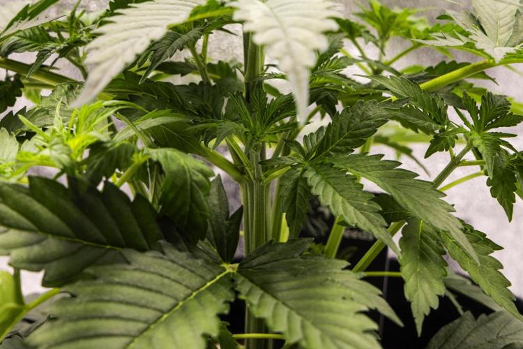 Atlas F1 - Farm #20. Week 2 - Atlas F1 - Day 14.