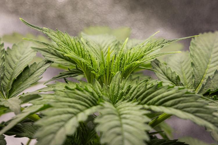 Atlas F1 - Farm #20. Week 2 - Atlas F1 - Day 14.