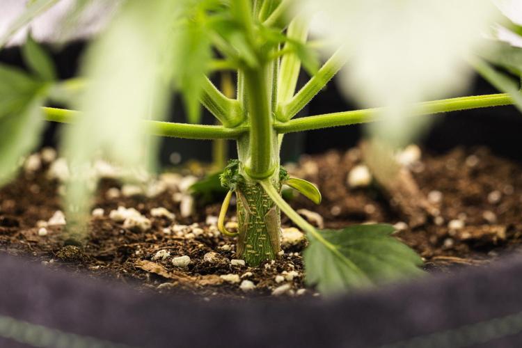 Atlas F1 - Farm #20. Week 2 - Atlas F1 - Day 14.