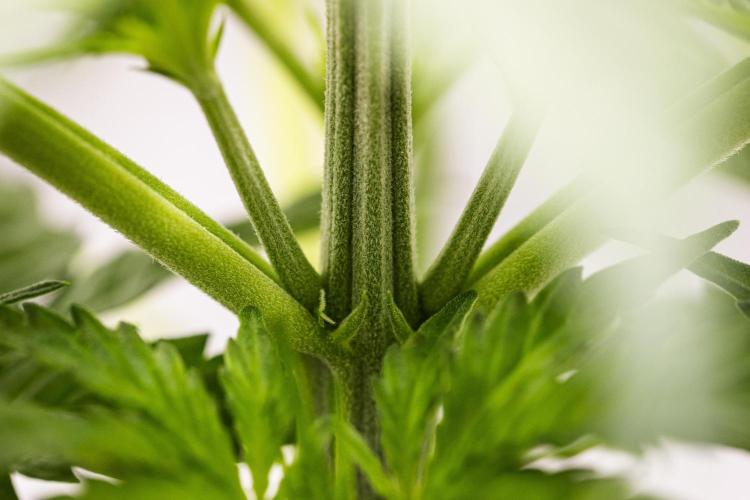 Atlas F1 - Farm #20. Week 2 - Atlas F1 - Day 14.