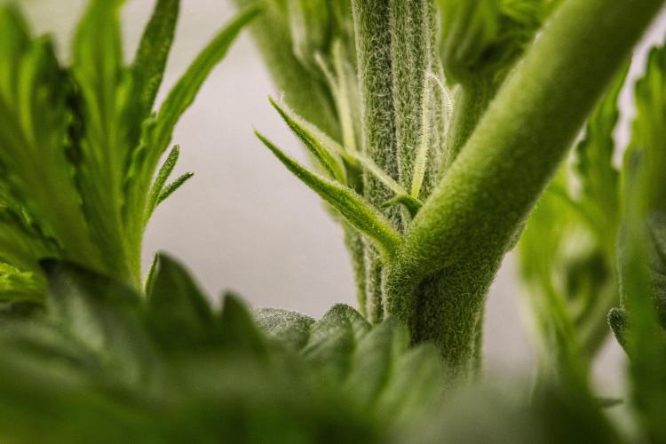 Atlas F1 - Farm #20. Week 2 - Atlas F1 - Day 14.