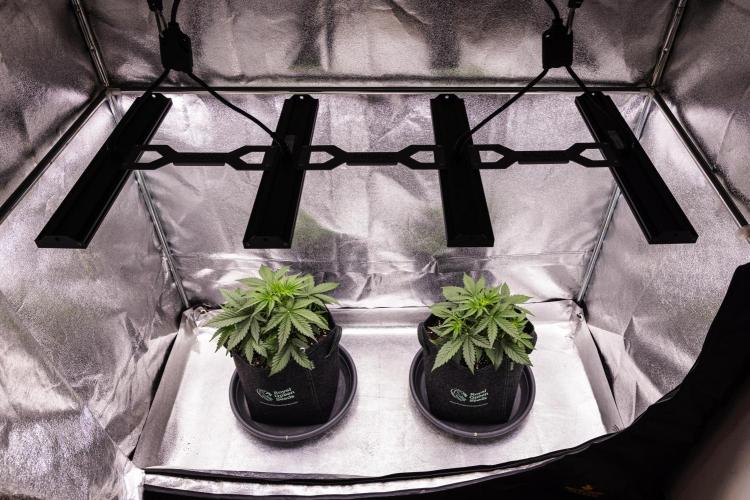 Gaia F1 - Farm #20. Week 2 - Gaia F1 - Week 2.