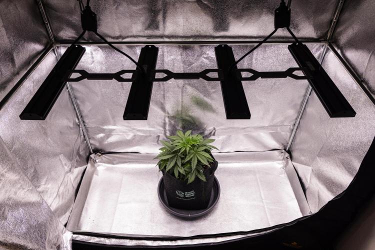 Gaia F1 - Farm #20. Week 2 - Gaia F1 - Day 14.