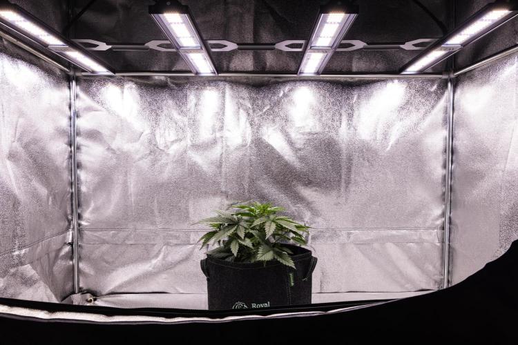 Gaia F1 - Farm #20. Week 2 - Gaia F1 - Day 14.