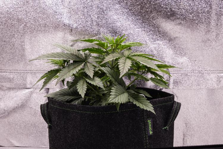 Gaia F1 - Farm #20. Week 2 - Gaia F1 - Day 14.