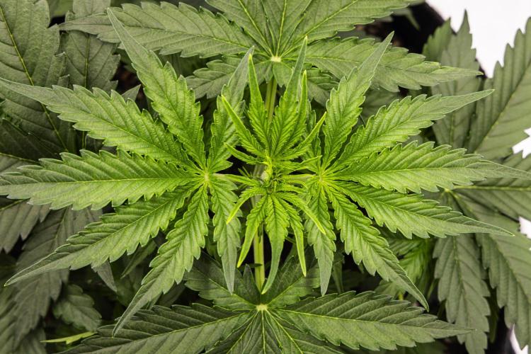 Gaia F1 - Farm #20. Week 2 - Gaia F1 - Day 14.