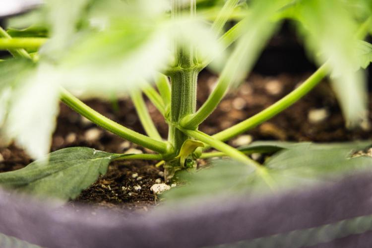 Gaia F1 - Farm #20. Week 2 - Gaia F1 - Day 14.