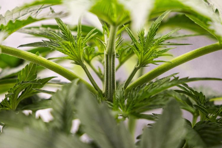 Gaia F1 - Farm #20. Week 2 - Gaia F1 - Day 14.