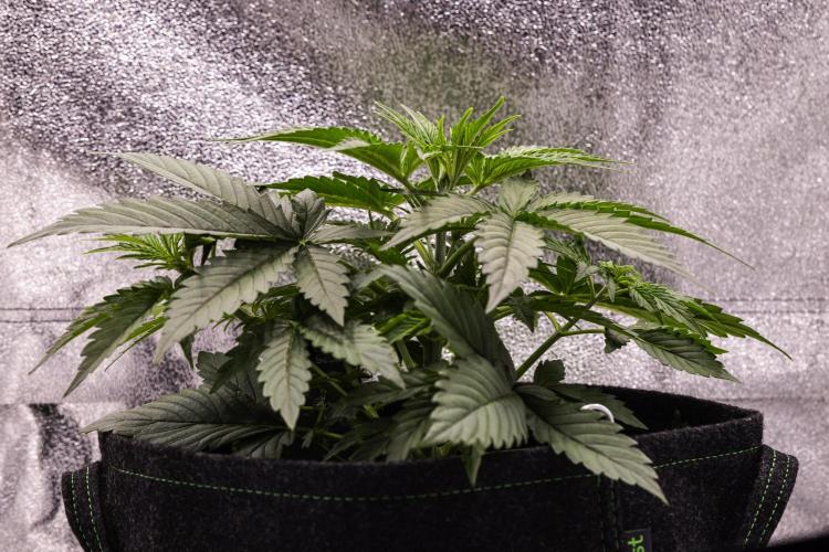 Gaia F1 - Farm #20. Week 2 - Gaia F1 - Day 14.