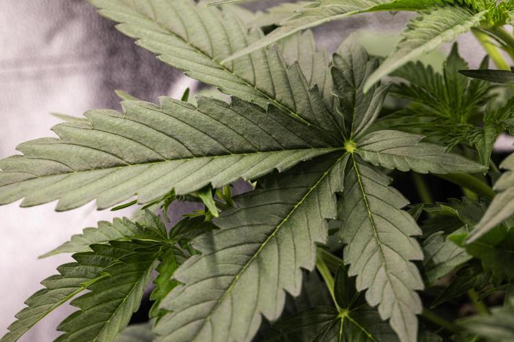 Gaia F1 - Farm #20. Week 2 - Gaia F1 - Day 14.