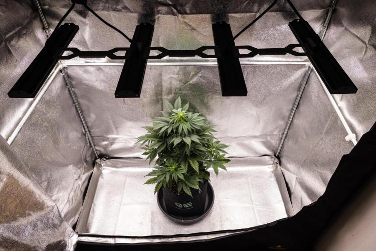 Atlas F1 - Farm #20. Week 3 - Atlas F1 - Day 21.