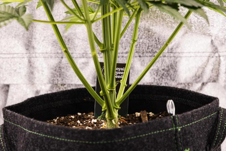 Atlas F1 - Farm #20. Week 3 - Atlas F1 - Day 21.