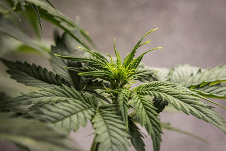 Atlas F1 - Farm #20. Week 3 - Atlas F1 - Day 21.