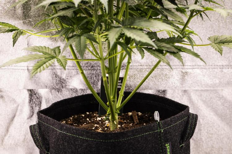 Atlas F1 - Farm #20. Week 3 - Atlas F1 - Day 21.