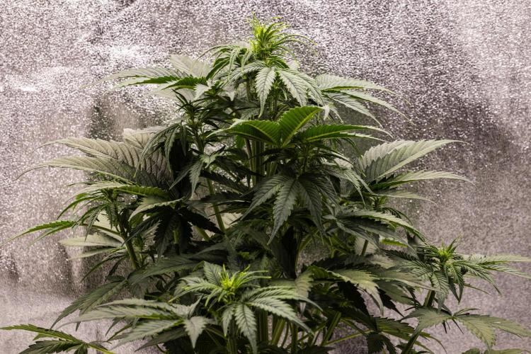 Atlas F1 - Farm #20. Week 3 - Atlas F1 - Day 21.