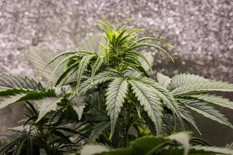 Atlas F1 - Farm #20. Week 3 - Atlas F1 - Day 21.