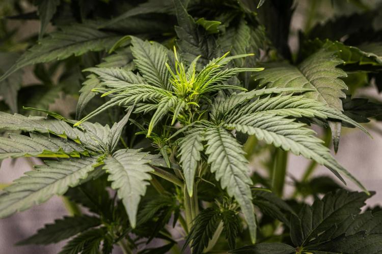 Atlas F1 - Farm #20. Week 3 - Atlas F1 - Day 21.