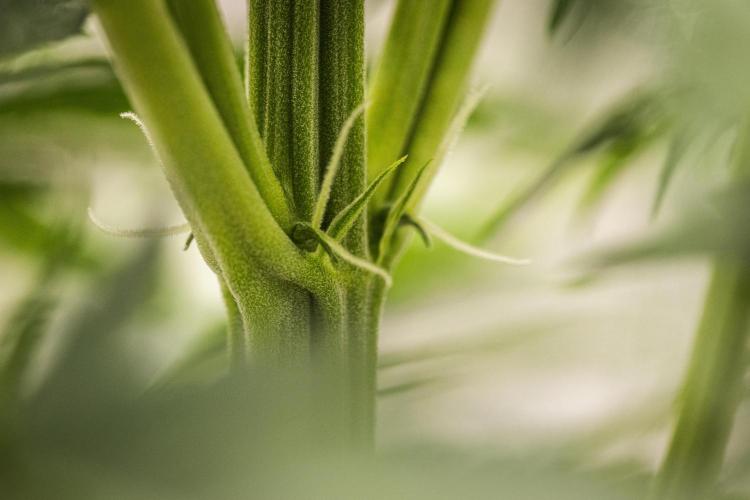 Atlas F1 - Farm #20. Week 3 - Atlas F1 - Day 21.