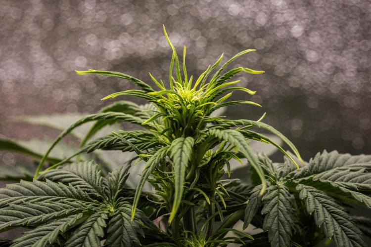 Atlas F1 - Farm #20. Week 3 - Atlas F1 - Day 21.