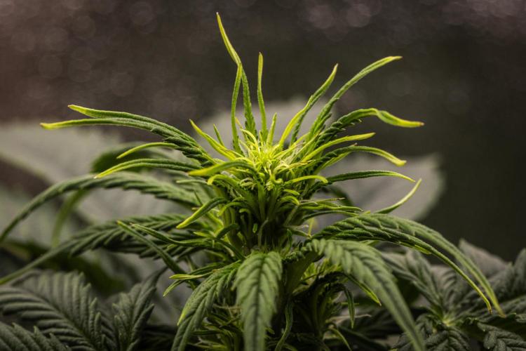 Atlas F1 - Farm #20. Week 3 - Atlas F1 - Day 21.