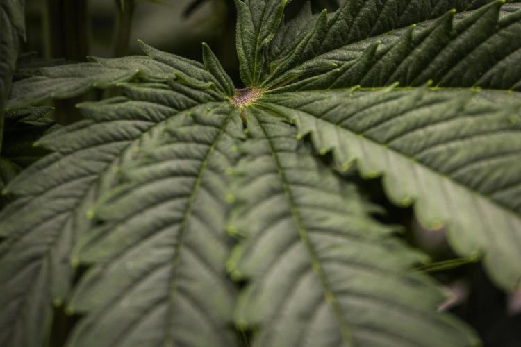 Atlas F1 - Farm #20. Week 3 - Atlas F1 - Day 21.