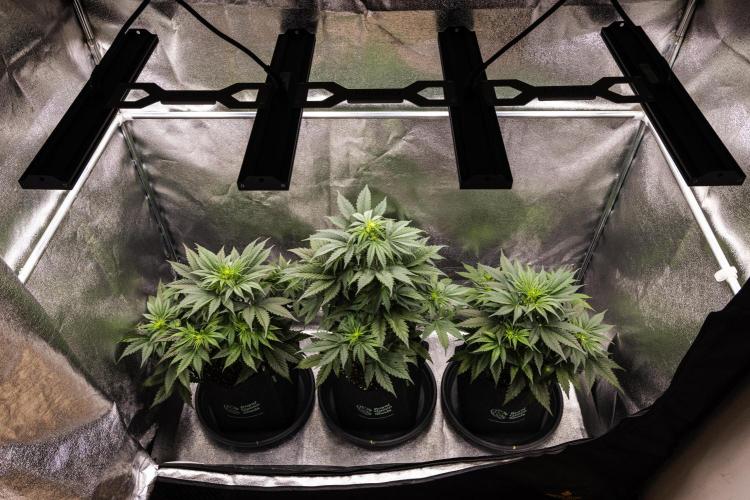 Gaia F1 - Farm #20. Week 3 - Butterflies Little Farm - Week 3.