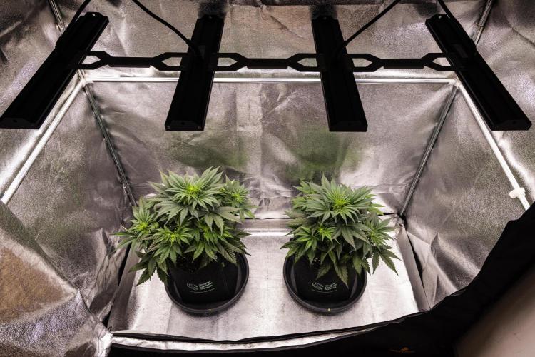 Gaia F1 - Farm #20. Week 3 - Gaia F1 - Week 3.