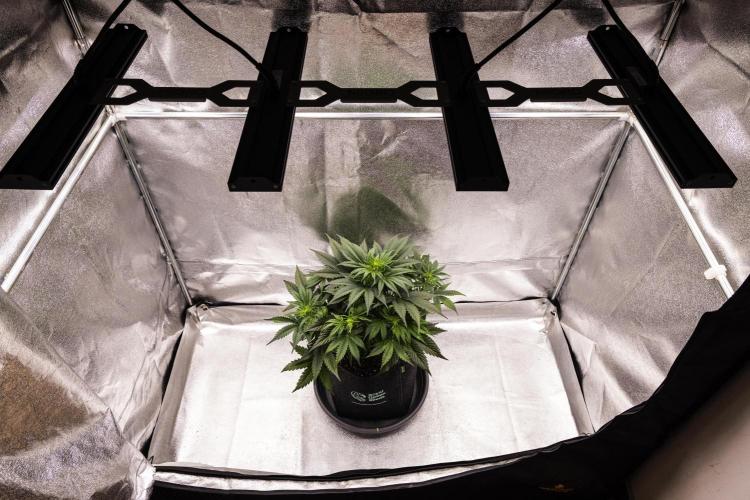 Gaia F1 - Farm #20. Week 3 - Gaia F1 - Day 21.