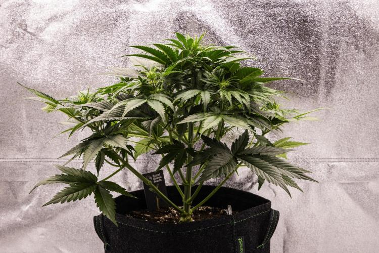 Gaia F1 - Farm #20. Week 3 - Gaia F1 - Day 21.