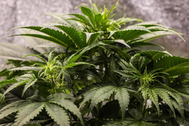 Gaia F1 - Farm #20. Week 3 - Gaia F1 - Day 21.