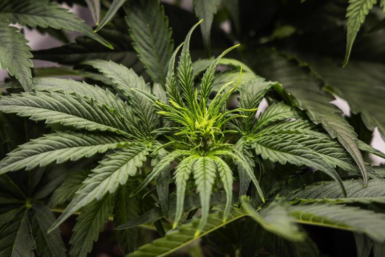 Gaia F1 - Farm #20. Week 3 - Gaia F1 - Day 21.