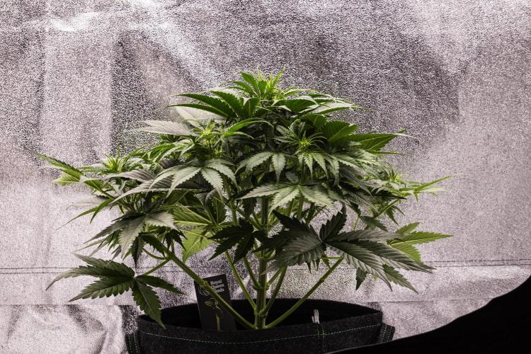 Gaia F1 - Farm #20. Week 3 - Gaia F1 - Day 21.