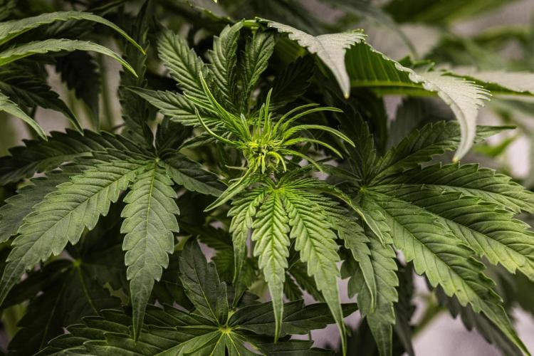 Gaia F1 - Farm #20. Week 3 - Gaia F1 - Day 21.