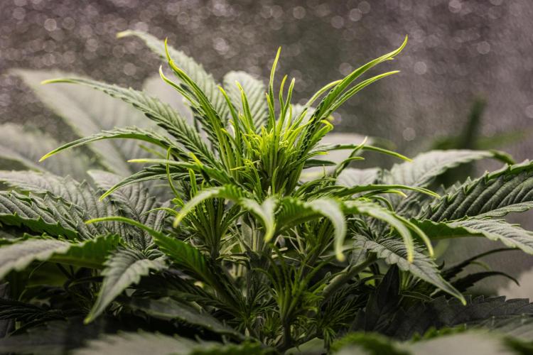 Gaia F1 - Farm #20. Week 3 - Gaia F1 - Day 21.