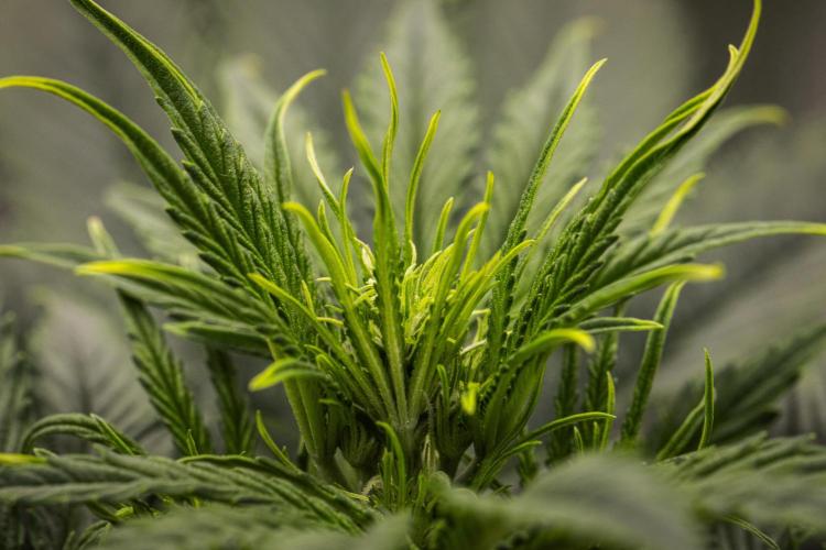 Gaia F1 - Farm #20. Week 3 - Gaia F1 - Day 21.