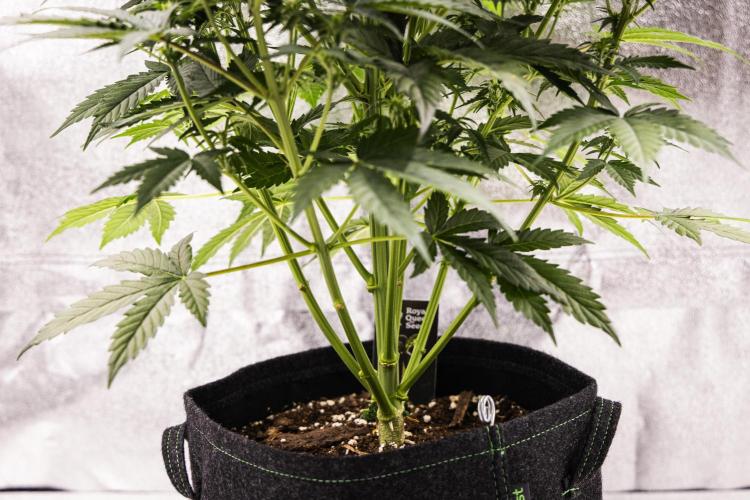 Atlas F1 - Farm #20. Week 4 - Atlas F1 - Day 28.