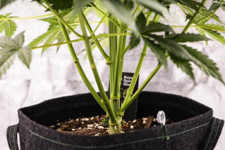 Atlas F1 - Farm #20. Week 4 - Atlas F1 - Day 28.