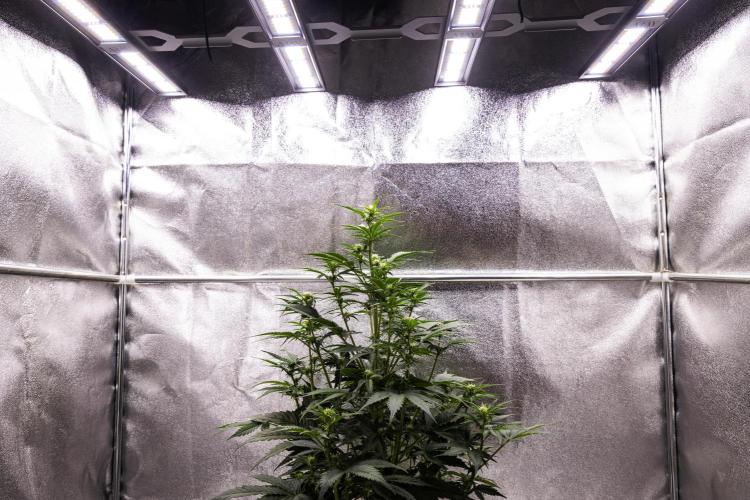 Atlas F1 - Farm #20. Week 4 - Atlas F1 - Day 28.