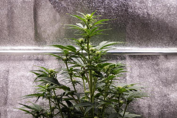 Atlas F1 - Farm #20. Week 4 - Atlas F1 - Day 28.