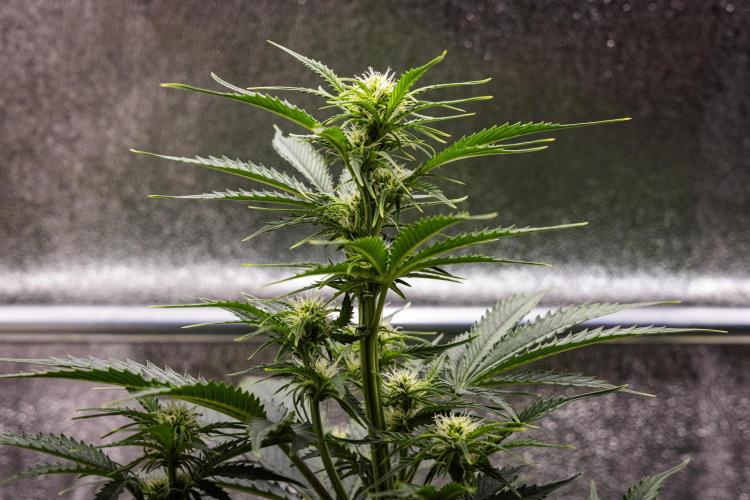 Atlas F1 - Farm #20. Week 4 - Atlas F1 - Day 28.