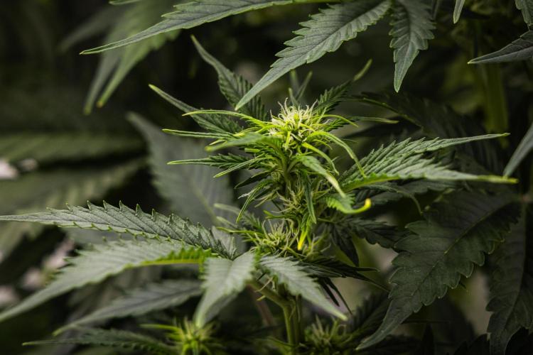 Atlas F1 - Farm #20. Week 4 - Atlas F1 - Day 28.