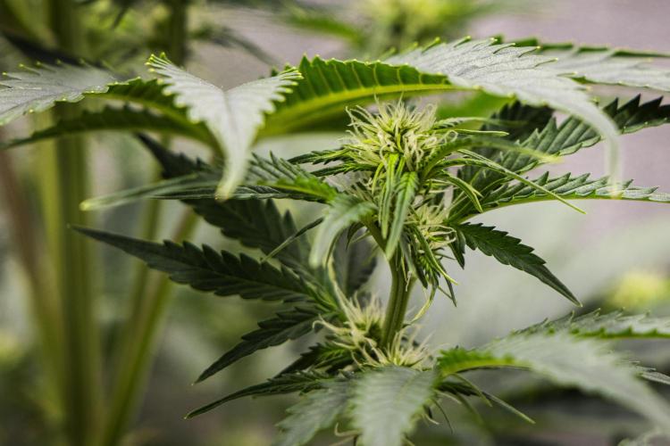 Atlas F1 - Farm #20. Week 4 - Atlas F1 - Day 28.